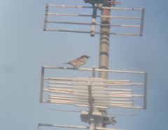 Passer domesticus
