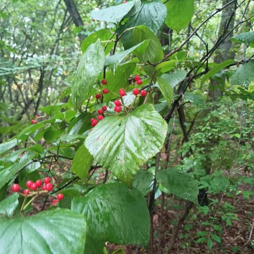 Viburnum wrightii observed 2026-10-02
