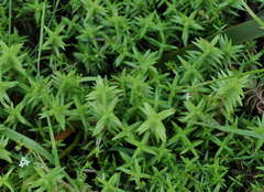 Crassula helmsii
