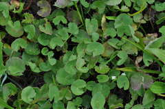 Centella cordifolia