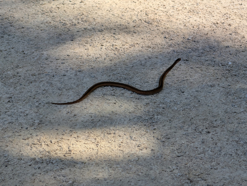 DeKay's Brownsnake