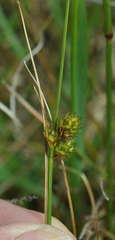 Carex inversa