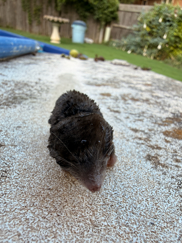 North American Least Shrew observed by jc1006