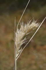 Rytidosperma caespitosum