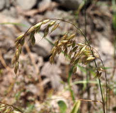 Arrhenatherum palaestinum