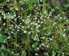 Asperula subsimplex