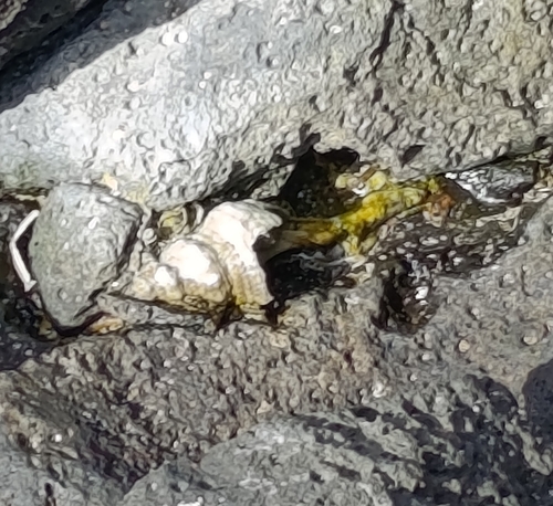 Triplofusus princeps observed 2026-09-23