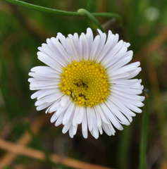 Allittia cardiocarpa