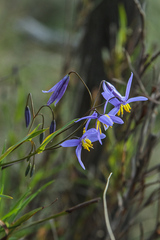 Hemerocallidoideae