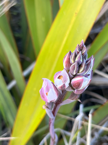 Thelymitra longifolia observed 2026-10-01