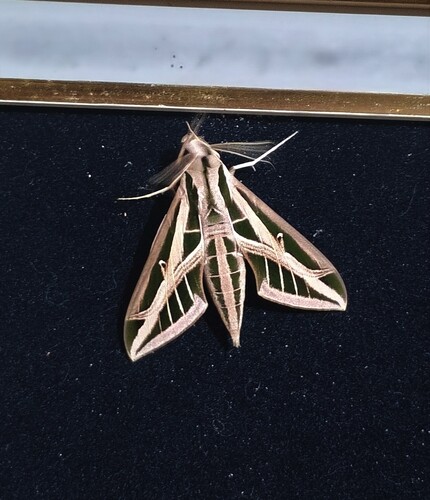 Banded Sphinx