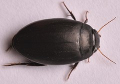 Agabus bipustulatus