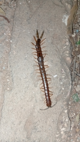 Mediterranean Banded Centipede