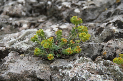 Euphorbia erythrodon