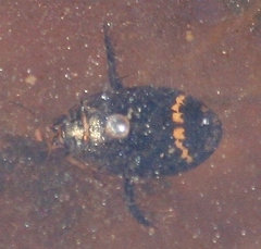 Acilius mediatus