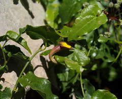 Aristolochia sempervirens