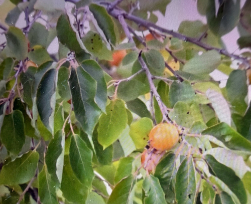 American persimmon