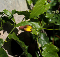 Aristolochia sempervirens