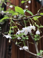 Wrightia religiosa