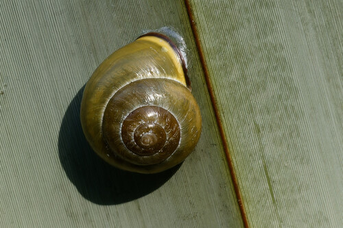 Brown-lipped Snail