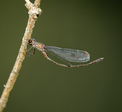 Western Willow Spreadwing
