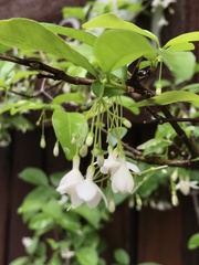 Wrightia religiosa