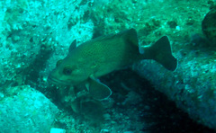 Acanthistius ocellatus