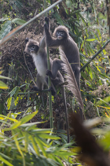 Trachypithecus phayrei