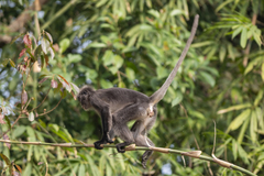 Trachypithecus phayrei