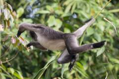 Trachypithecus phayrei