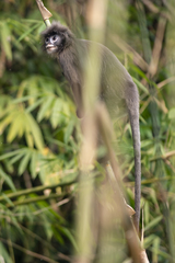 Trachypithecus phayrei