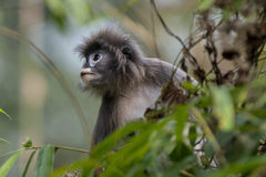 Trachypithecus phayrei