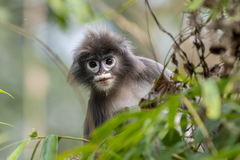 Trachypithecus phayrei