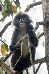 Trachypithecus phayrei
