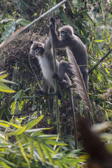 Trachypithecus phayrei