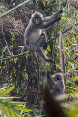 Trachypithecus phayrei