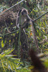 Trachypithecus phayrei