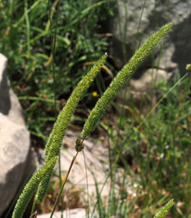 Phleum montanum