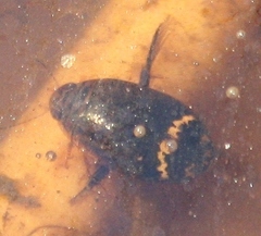 Acilius mediatus