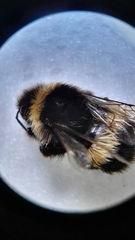 Bombus terrestris