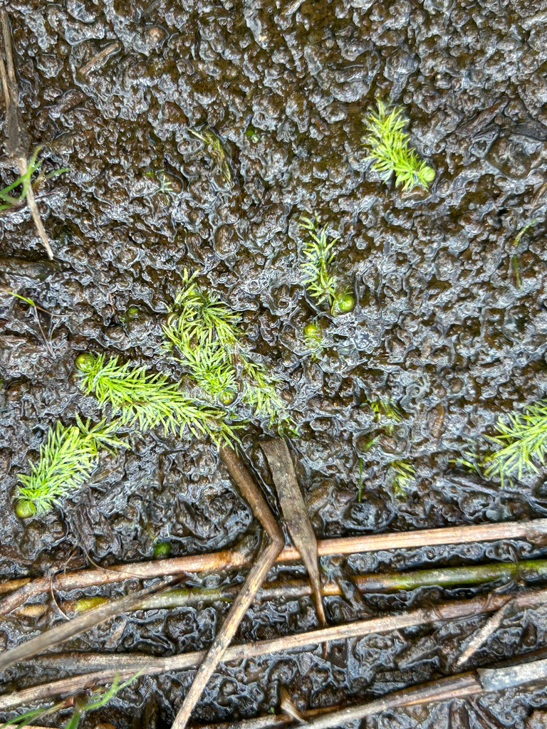 Utricularia intermedia