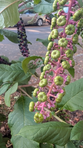 American pokeweed