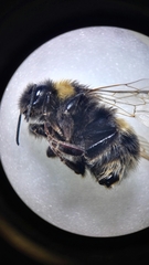Bombus terrestris