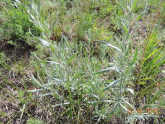 Artemisia dracunculus glauca