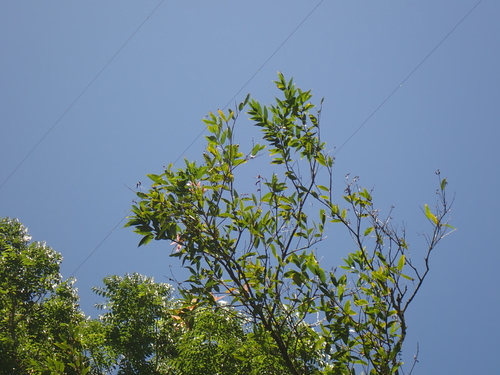 Citharexylum caudatum observed 2026-09-27