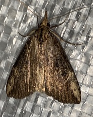Hypena humuli