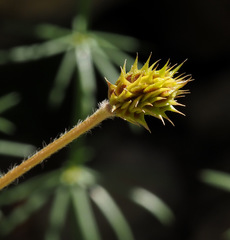 Ranunculus neocuneatus