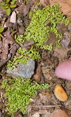 Callitriche terrestris