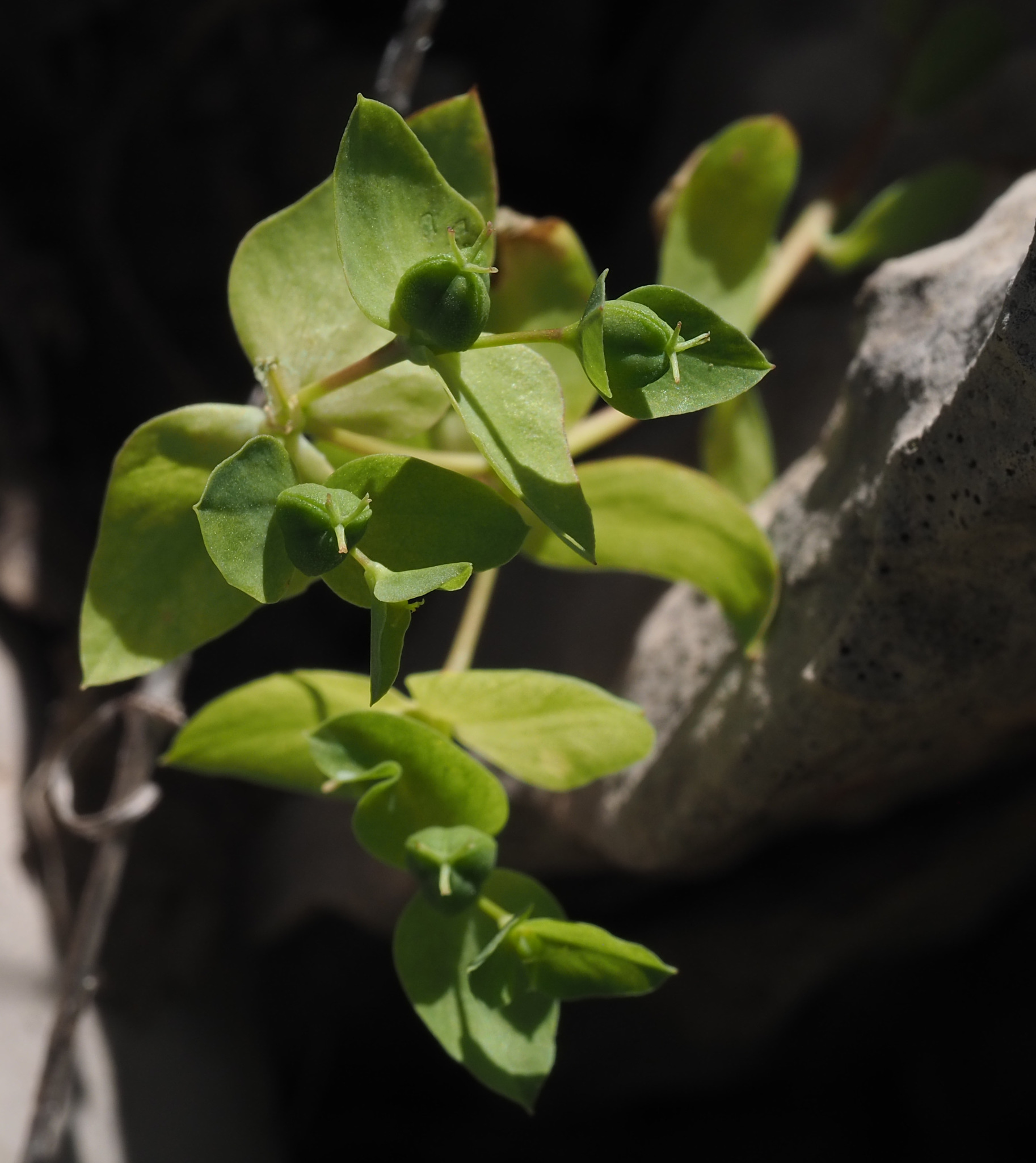 Euphorbia phymatosperma