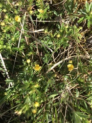 Potentilla erecta